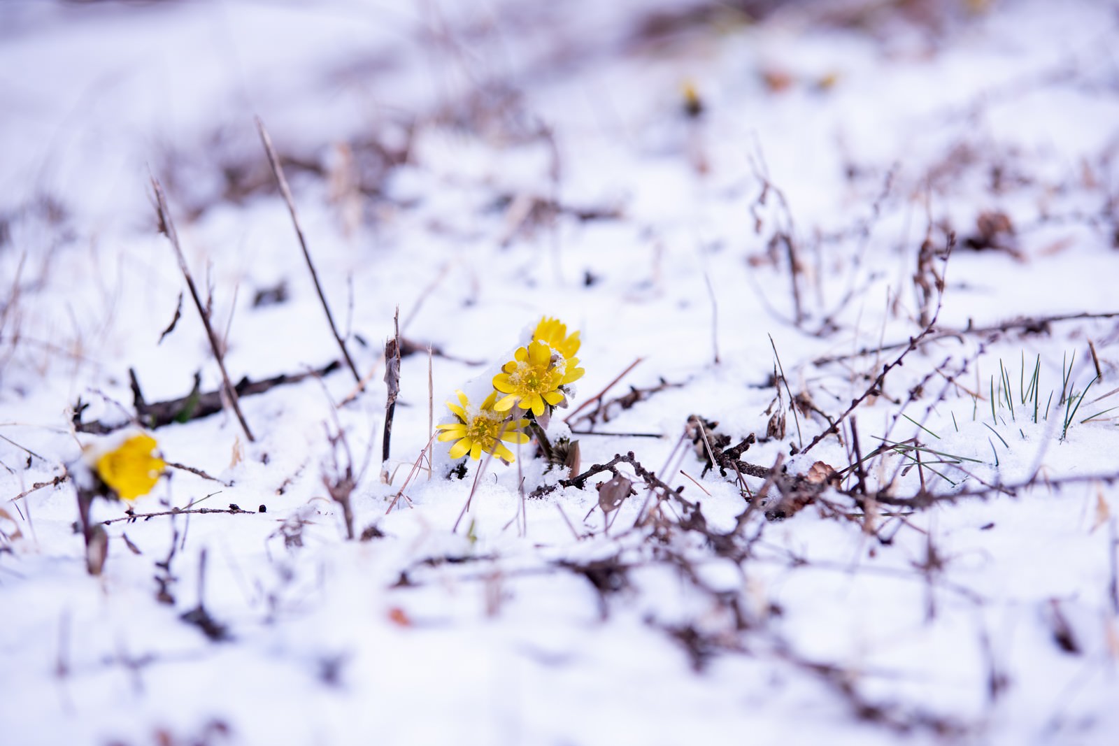 白い雪の残る地面に咲く鮮やかな黄色い福寿草の花