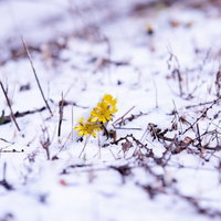残雪の群生地で開花する福寿草、早春の唐沢の写真