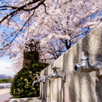 武石グラウンドの満開の桜の下にある水飲み場の写真