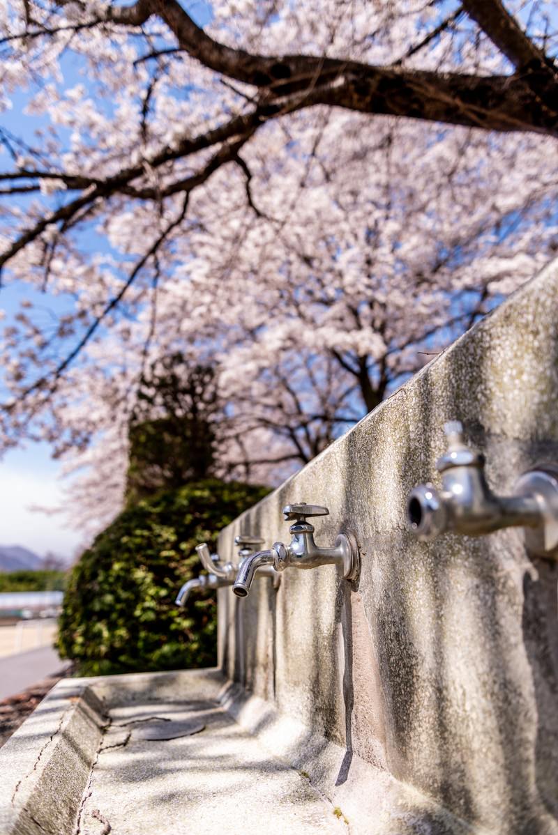 満開の桜の下に設置された石造りの水飲み場