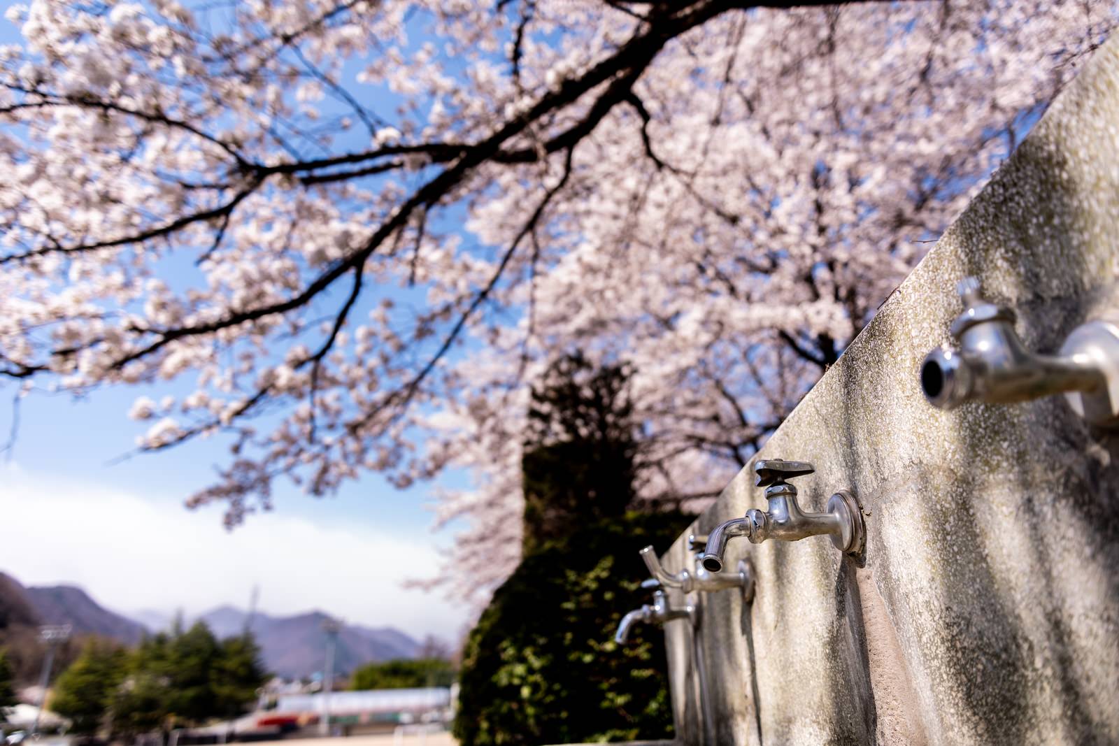 満開の桜と石造りの水飲み場がある武石グラウンド