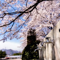 武石グラウンドの水飲み場の蛇口と満開の桜の写真