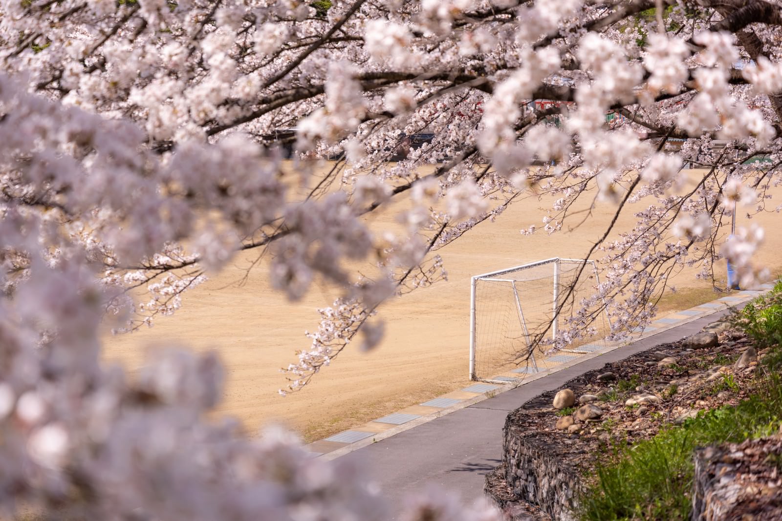満開の桜を背景にしたグラウンドのゴールポストと歩道の風景