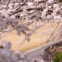 満開の桜とサッカーゴールポスト（武石グラウンド）の写真