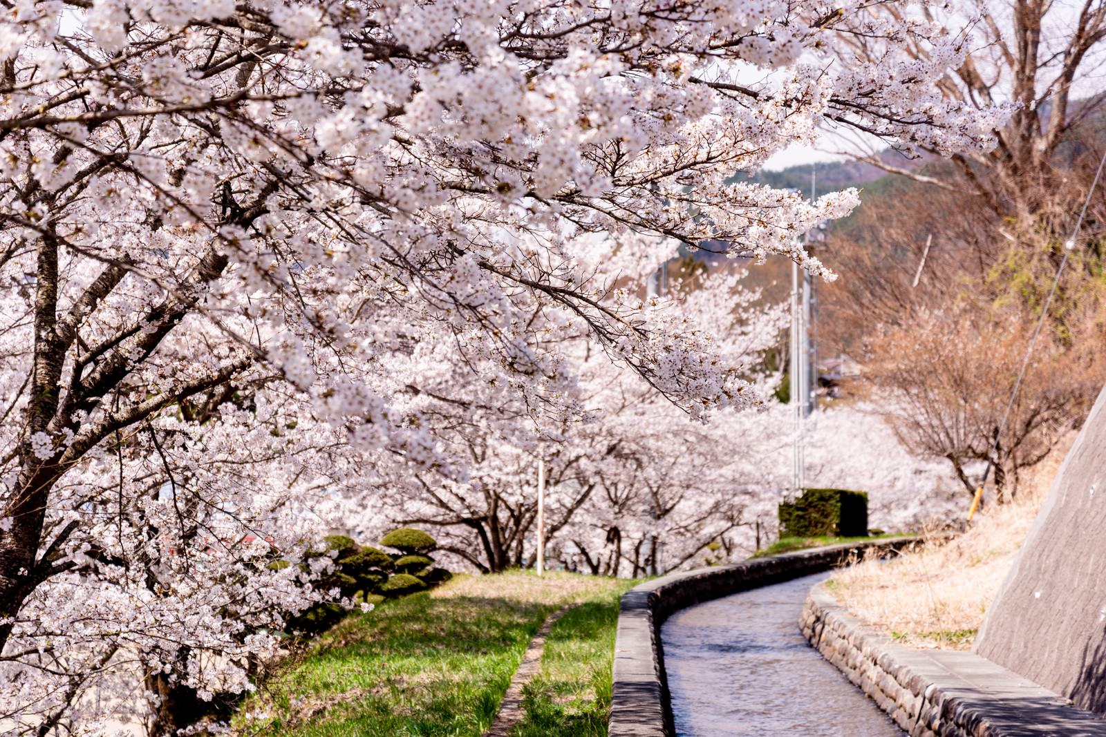 満開の桜が咲く歩道沿いの桜並木、ピンクの花びらが美しい春の風景