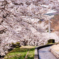 武石グラウンド周辺の歩道沿いに咲く春の桜並木の写真