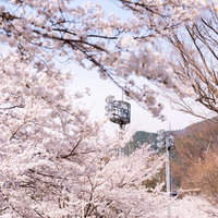 長野県武石グラウンドの歩道沿いに続く満開の桜並木の写真