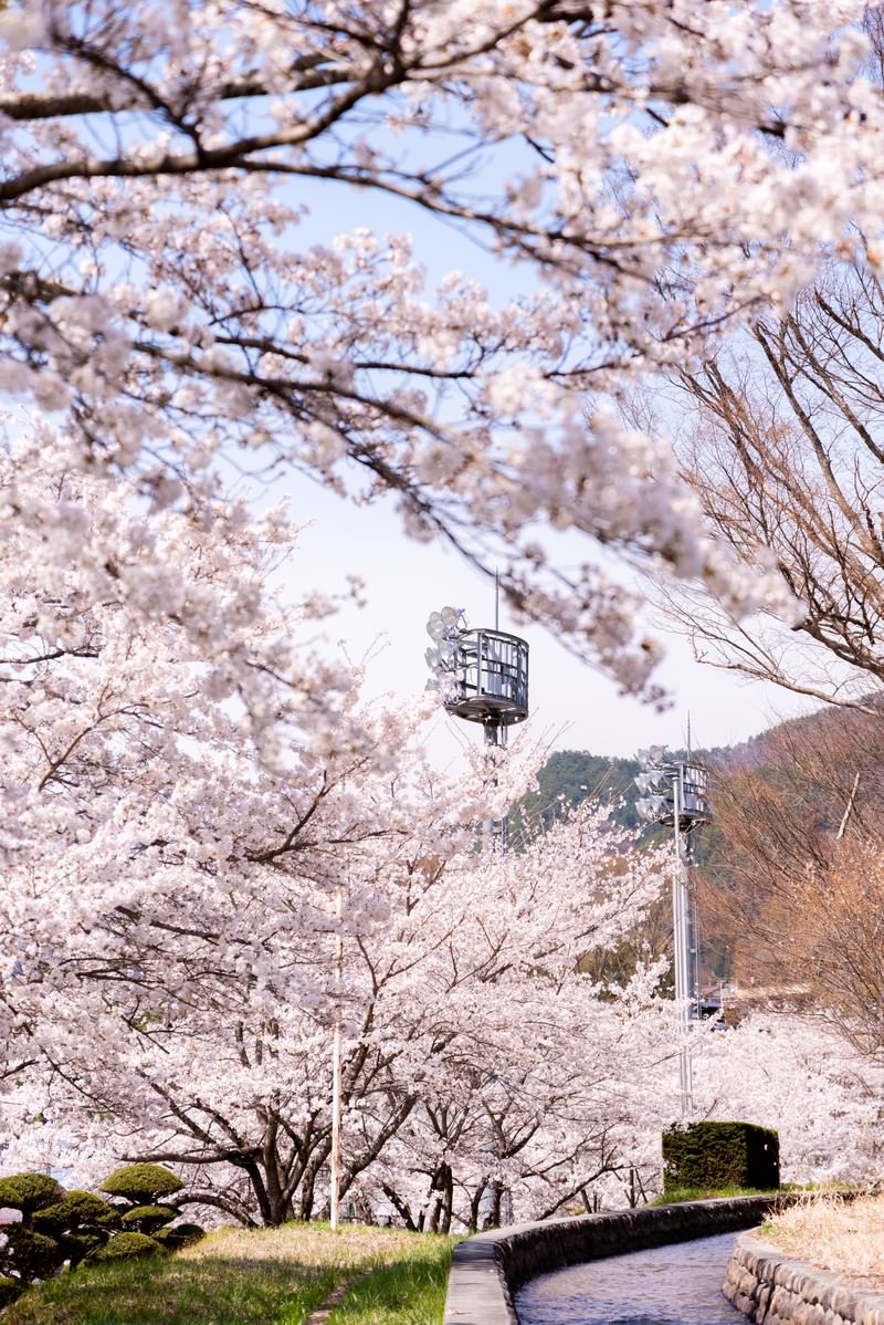 武石グラウンドの歩道沿いに満開の桜が咲き誇る桜並木の様子