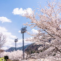 武石グラウンドの並木桜とグラウンド照明設備の写真