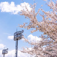 武石グラウンドの照明塔と満開の桜並木の春風景の写真