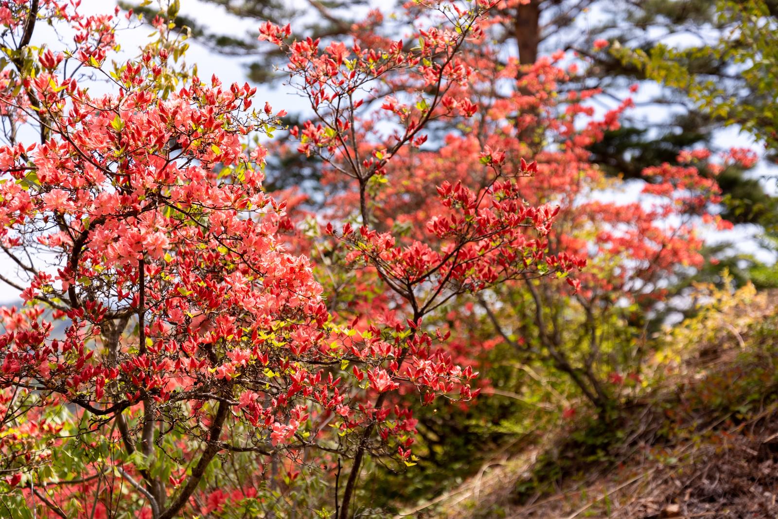 武石公園で赤く色づいたツツジの花と葉が開花している様子
