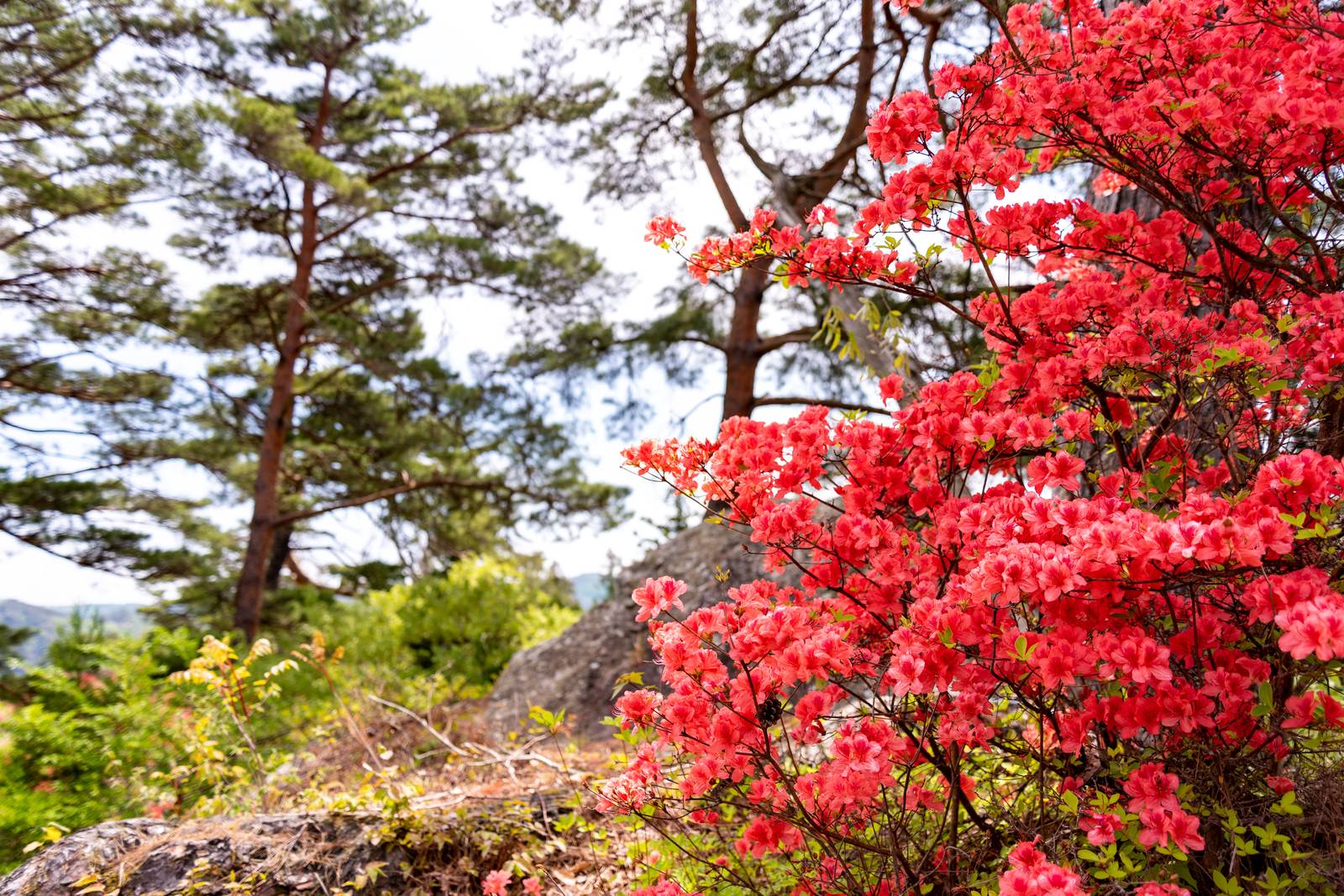 武石公園で満開に咲く鮮やかな赤いツツジの花