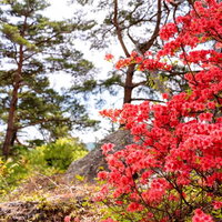 武石公園で満開に咲く赤いツツジの写真