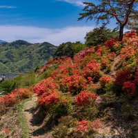 斜面を染める満開のツツジ（武石公園）長野県春の風景の写真