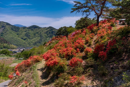 斜面を染める満開のツツジ（武石公園）長野県春の風景