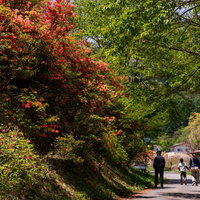 武石公園のツツジを見に来る観光客の写真