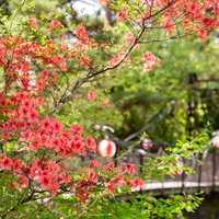 武石公園の吊橋前に咲く赤いツツジと提灯の春景色の写真