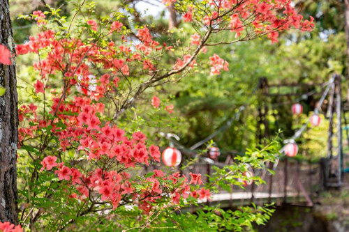 武石公園の吊橋前に咲く赤いツツジと提灯の春景色