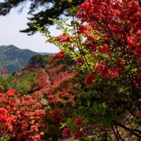 武石公園の辺り一面に咲く赤いツツジと長野県の山々の写真