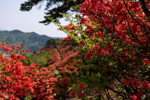 武石公園の辺り一面に咲く赤いツツジと長野県の山々