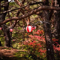 武石公園の道沿いに咲くツツジと赤い提灯の春景色の写真