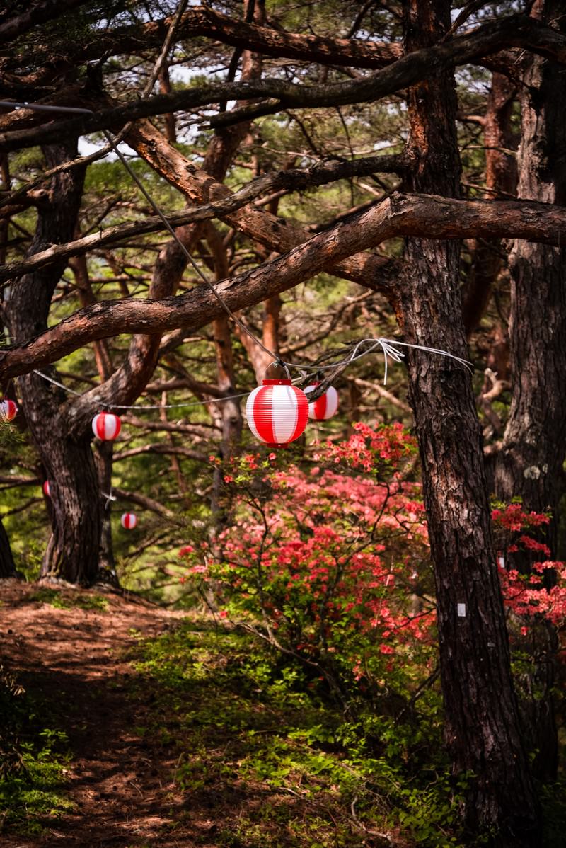 道沿いに咲く赤いツツジの花と奥に見える赤い提灯の風景