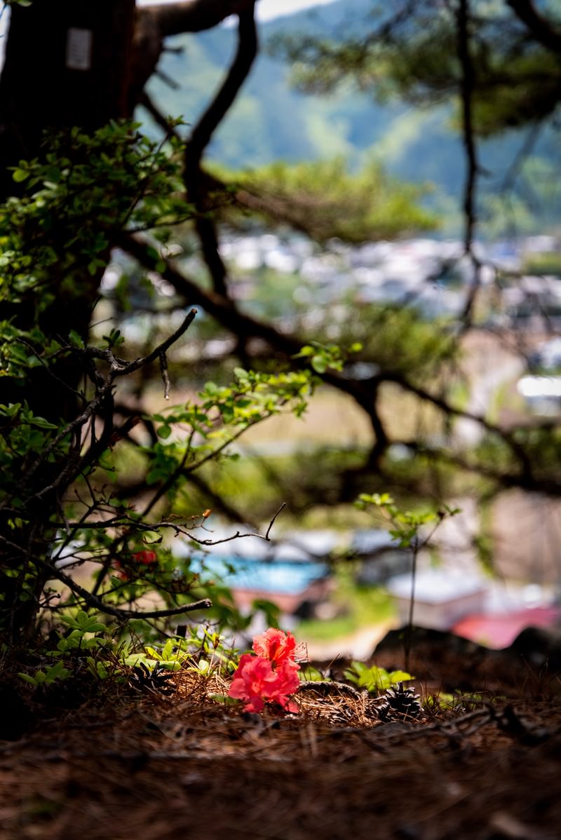 地面に散ったツツジの赤い落ち花と木々の風景