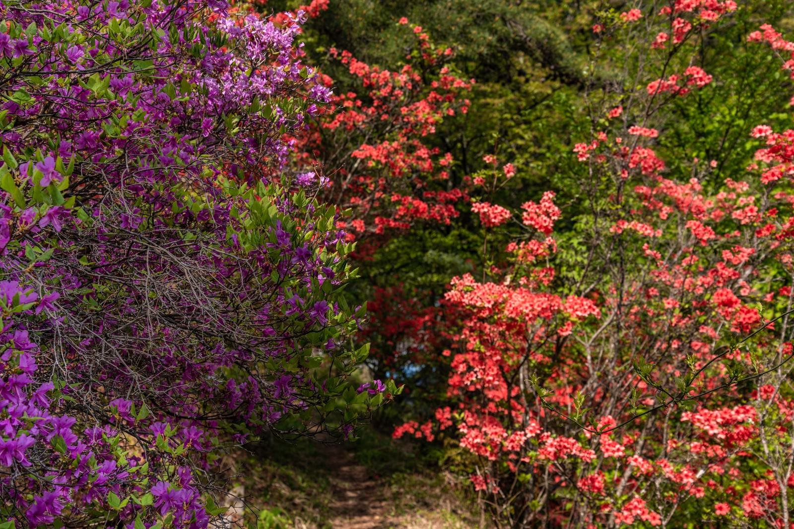 紫とピンク色のツツジが咲く中を通る小径