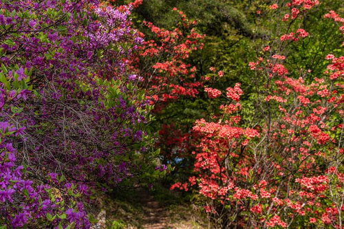 紫とピンク色のツツジが咲く二色のツツジを抜ける道