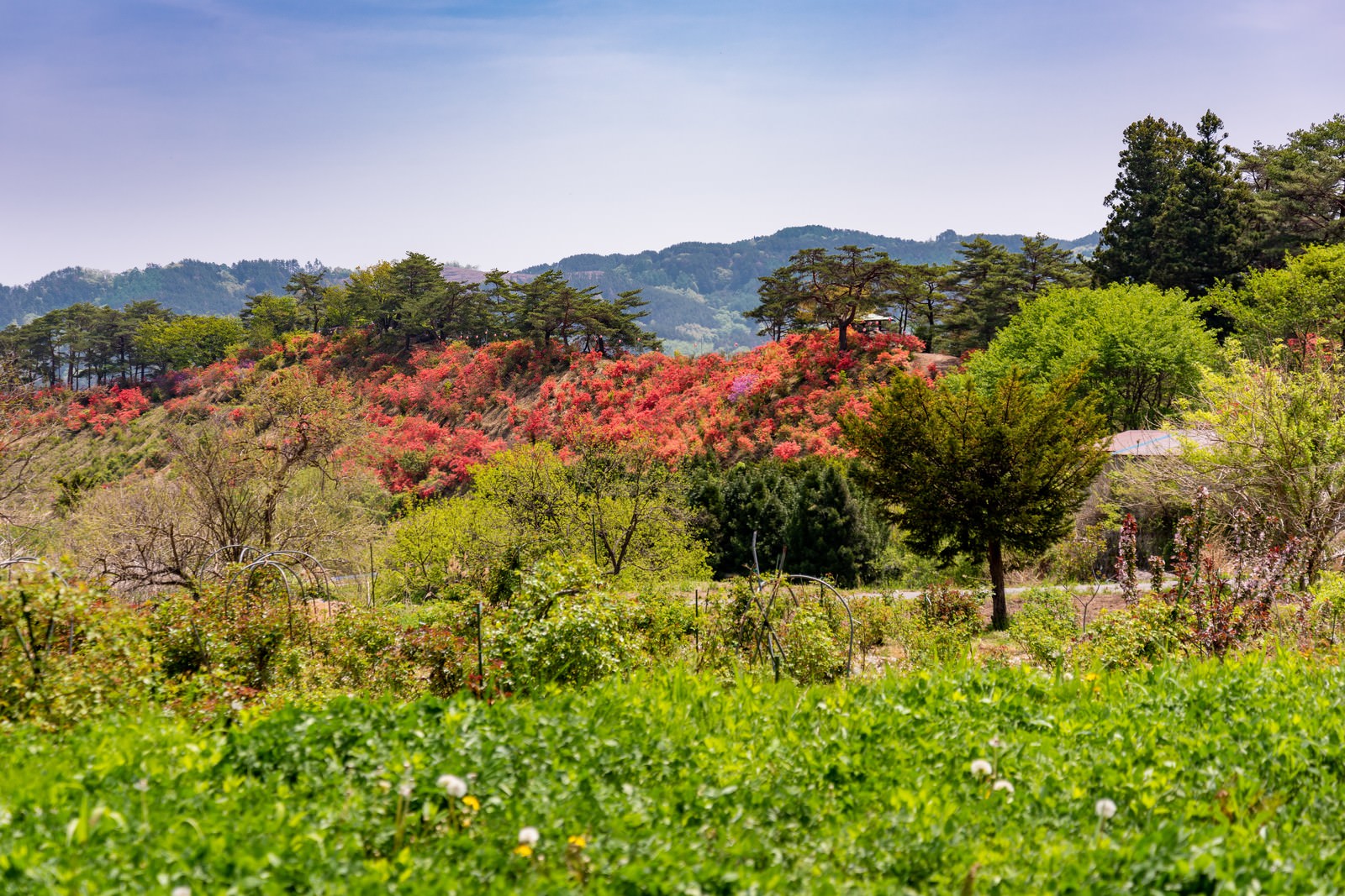 山の傾斜に咲く赤とピンクのツツジと背景の山々