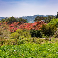 山の傾斜に咲く武石公園の春のツツジの写真