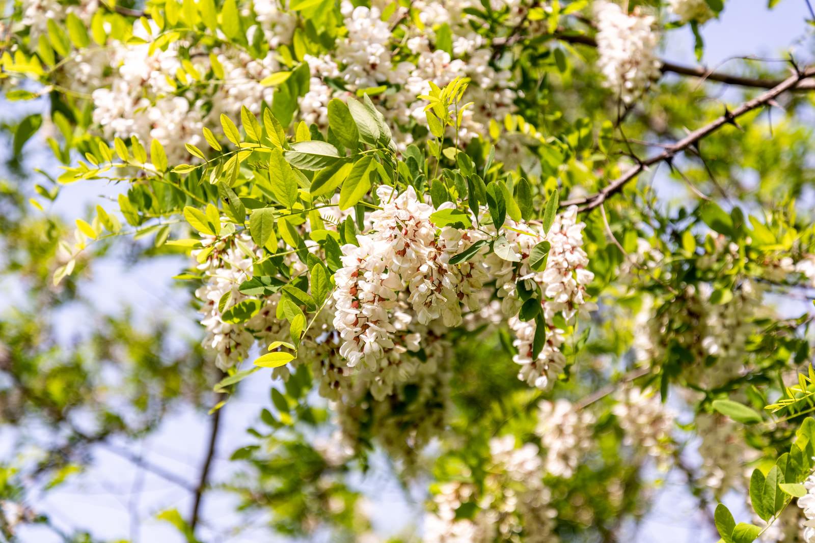 青空をバックに緑の葉と白い房状の花を咲かせるニセアカシア