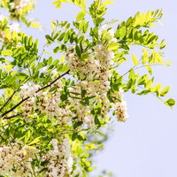 初夏の光を浴びるニセアカシアの開花と緑の枝葉の写真