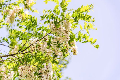 初夏の光を浴びるニセアカシアの開花と緑の枝葉