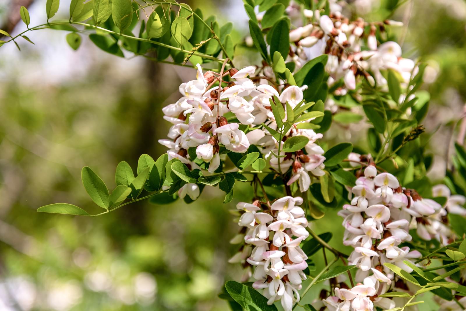 白い房状の花を咲かせるニセアカシアの枝と緑の葉