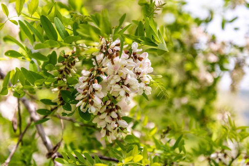 開花を待つニセアカシア（武石川河川敷）
