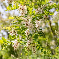 初夏の日差しの中で開花するニセアカシア（武石川河川敷）の写真