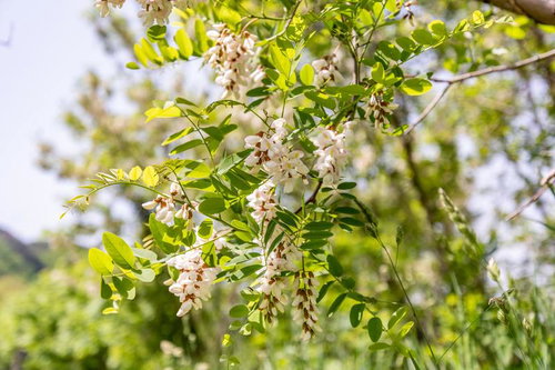 初夏の日差しの中で開花するニセアカシア（武石川河川敷）