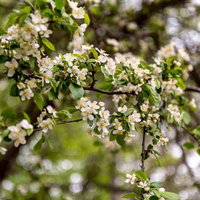 春の開花、白い小さな花が咲く枝、新緑の葉との写真