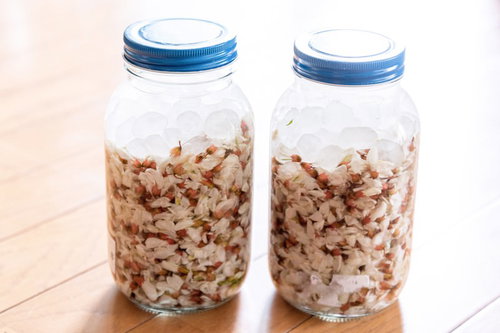 摘み取ったニセアカシアの花弁で作る果実酒