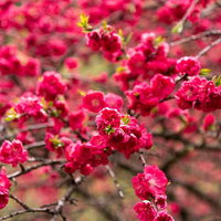 長野県の余里に咲く紅色の花桃の春景色の写真