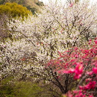 長野県・余里の一里に咲く白いハナモモの花の写真