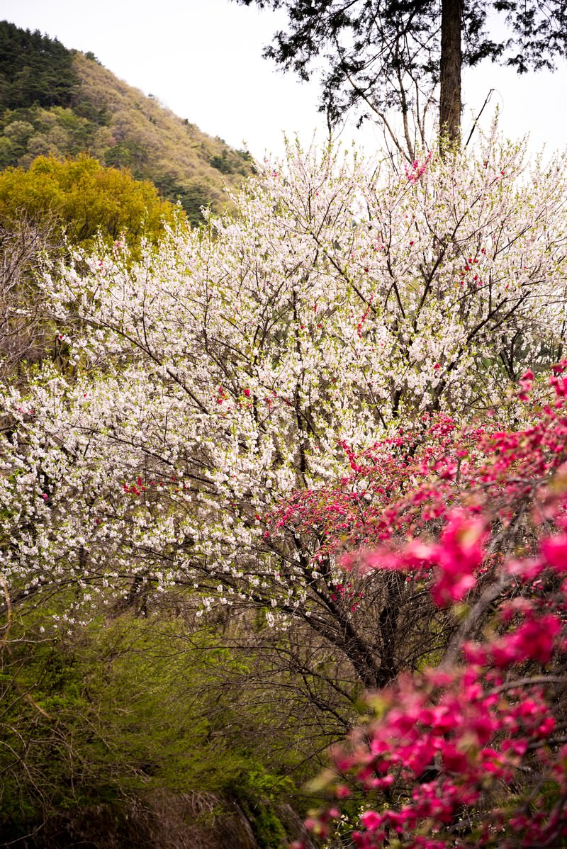 白いハナモモの花が満開に咲く余里の一里の春の風景