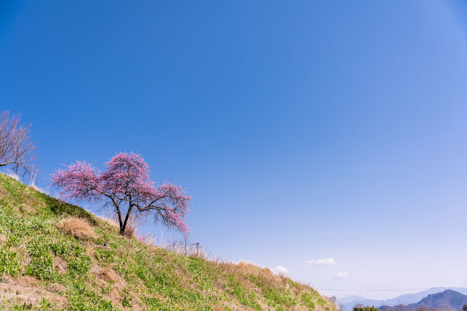 山の斜面に咲くピンク色のハナモモと青空が広がる春の風景