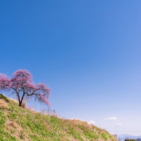 長野県余里の山斜面に咲くピンク色のハナモモと青空の写真