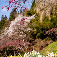 スイセンと花桃が咲く余里の一里の春風景、初春の花木が開花の写真