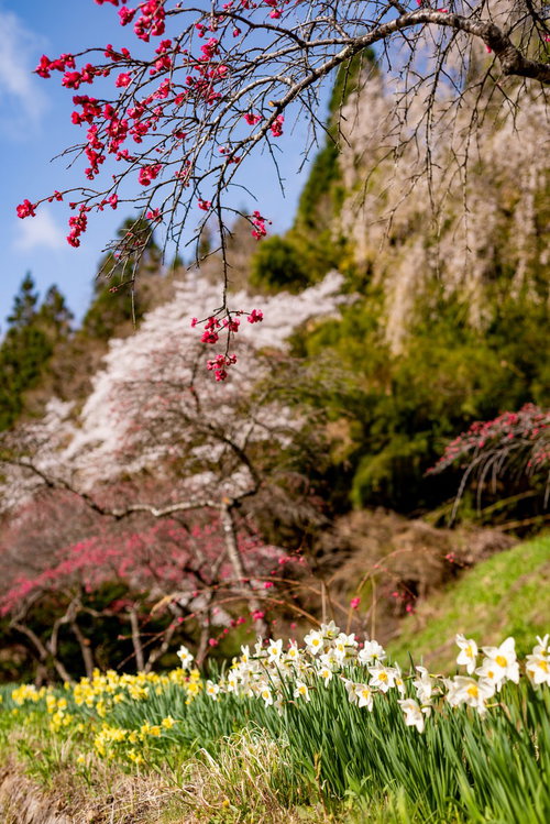 スイセンと花桃が咲く余里の一里の春風景、初春の花木が開花