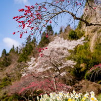 長野県余里の一里のハナモモとスイセンが咲く春景色の写真