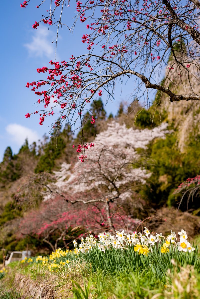 長野県余里の一里でピンク色のハナモモと黄色いスイセンが咲く春の風景