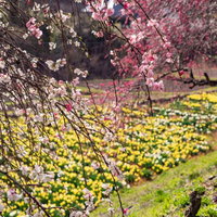 長野県の春、スイセンの花畑と花桃が咲く余里の一里の写真